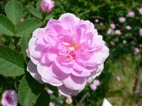 ウィズディー ベース&アイカラー① (フル・フル 夏)